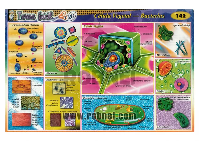 Celula Vegetal Bacterias